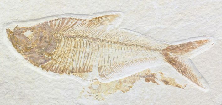 Nice, Diplomystus Fossil Fish - Wyoming #40759